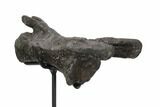 Long Allosaurus Caudal Vertebra With Stand - Colorado #125599-4